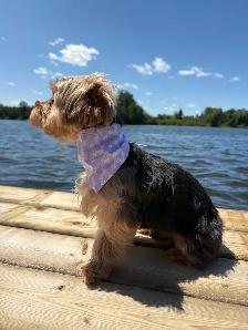 Pet Bandanas - Photo 4