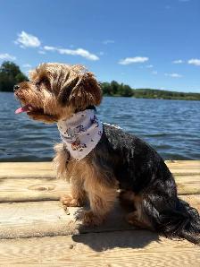 Pet Bandanas - Photo 6
