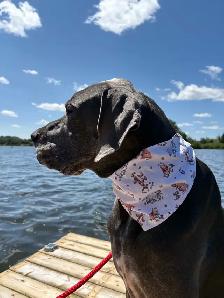 Pet Bandanas - Photo 7