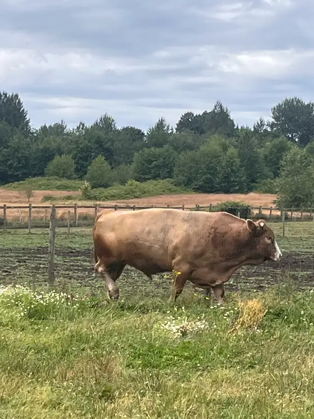 5 year old cinnamon top bull approximately 2,300lbs