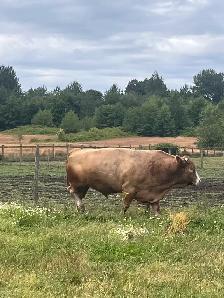 5 year old cinnamon top bull approximately 2,300lbs