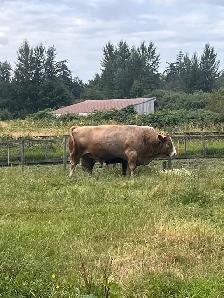 5 year old cinnamon top bull approximately 2,300lbs - Photo 2
