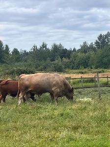 5 year old cinnamon top bull approximately 2,300lbs - Photo 3