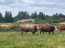 5 year old cinnamon top bull approximately 2,300lbs - Photo 4