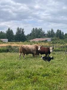5 year old cinnamon top bull approximately 2,300lbs - Photo 5