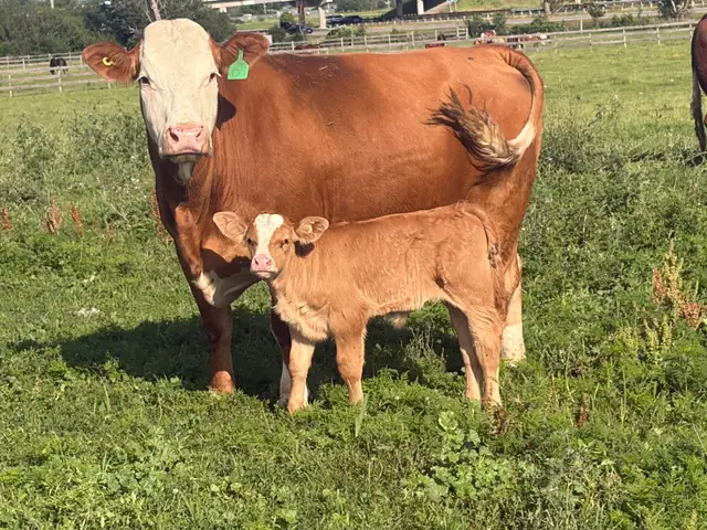 cow calf pairs