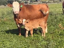 cow calf pairs