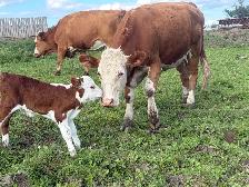 cow calf pairs - Photo 2