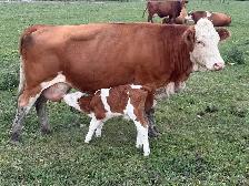 cow calf pairs - Photo 3