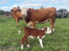 cow calf pairs - Photo 4