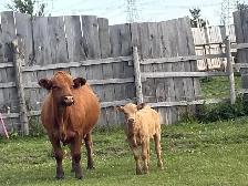 cow calf pairs - Photo 5