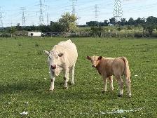 cow calf pairs - Photo 6