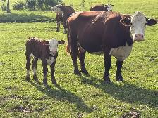 cow calf pairs - Photo 7