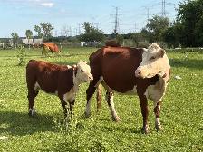 cow calf pairs - Photo 8