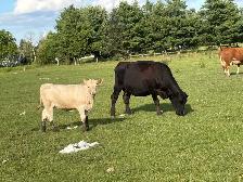 cow calf pairs - Photo 9