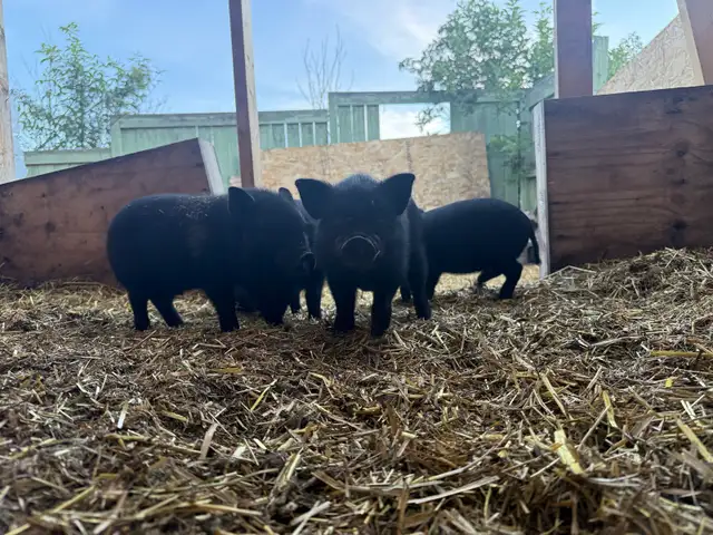Juliana Piglets For Sale