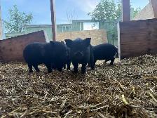 Juliana Piglets For Sale