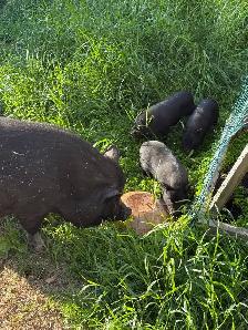 Juliana Piglets For Sale - Photo 2