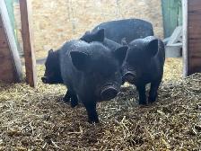 Juliana Piglets For Sale - Photo 3