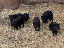 Juliana Piglets For Sale - Photo 4