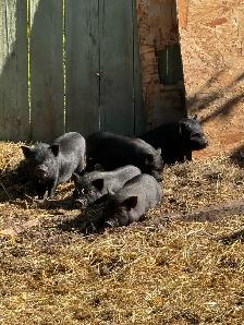 Juliana Piglets For Sale - Photo 5