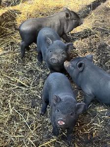 Juliana Piglets For Sale - Photo 6