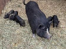 Juliana Piglets For Sale - Photo 7