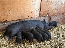 Juliana Piglets For Sale - Photo 8