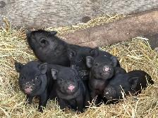 Juliana Piglets For Sale - Photo 9