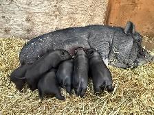Juliana Piglets For Sale - Photo 10