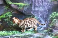Leopard-look Bengal Kittens - Brown, Silver, Longhair, TICA - Photo 3