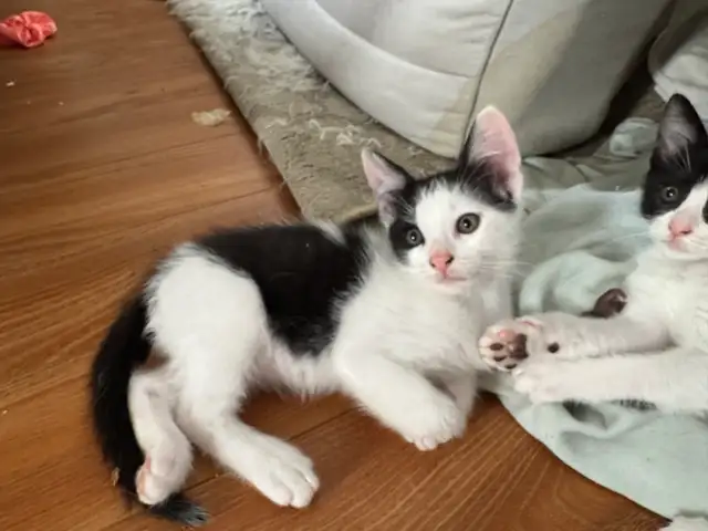 chatons à vendre