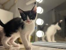 chatons à vendre - Photo 3