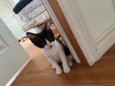 chatons à vendre - Photo 4