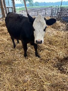 Simmental heifer calf