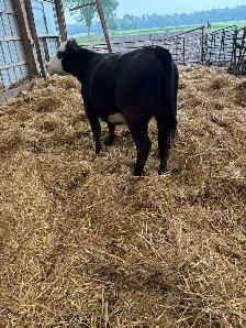 Simmental heifer calf - Photo 2
