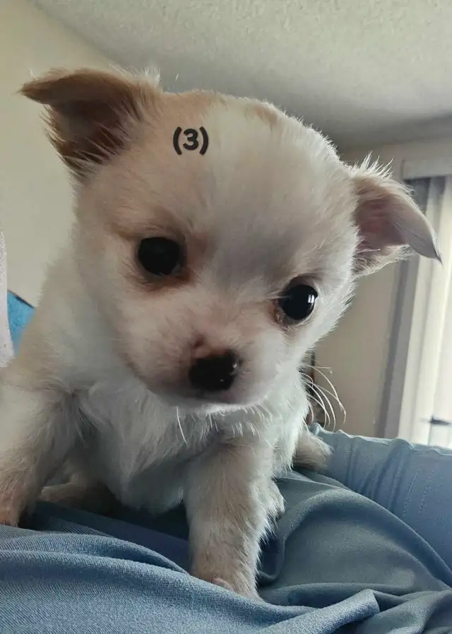 Chihuahua Puppies