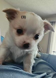Chihuahua Puppies
