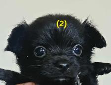 Chihuahua Puppies - Photo 2
