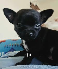 Chihuahua Puppies - Photo 3