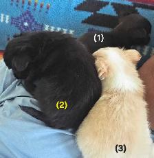 Chihuahua Puppies - Photo 4