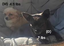 Chihuahua Puppies - Photo 5