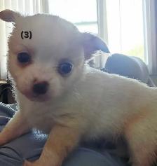 Chihuahua Puppies - Photo 6