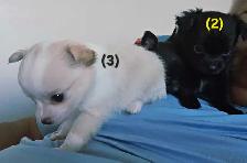 Chihuahua Puppies - Photo 7