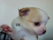 Chihuahua Puppies - Photo 9