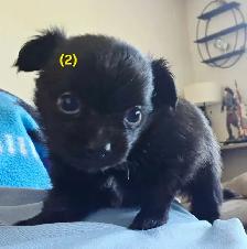Chihuahua Puppies - Photo 10