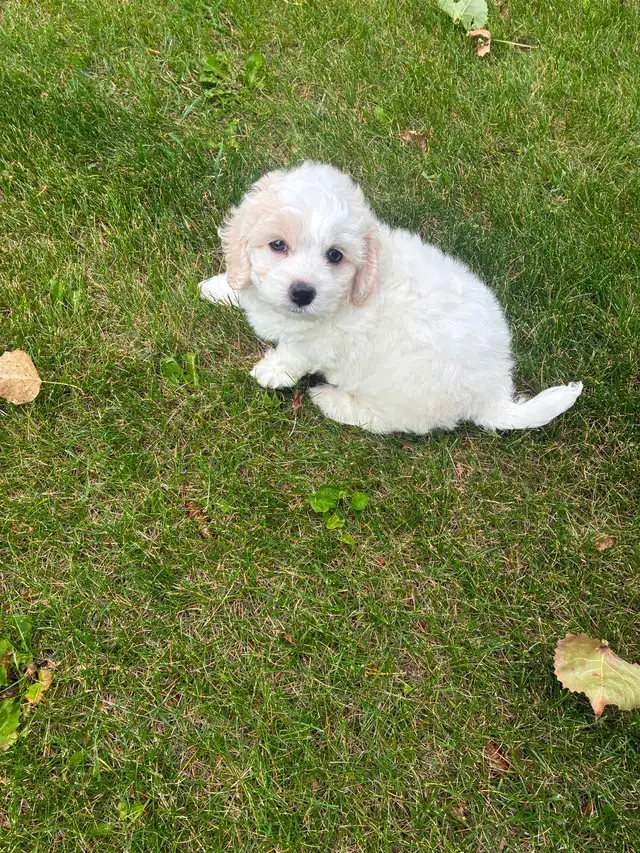 Bichon Cocker pups