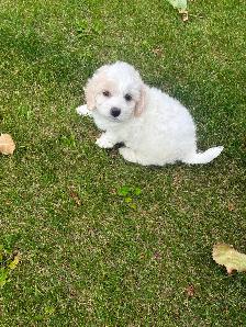 Bichon Cocker pups