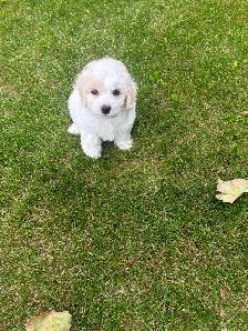 Bichon Cocker pups - Photo 2