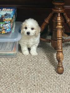 Bichon Cocker pups - Photo 3